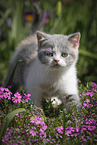 walking British Shorthair Kitten