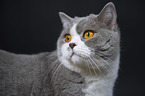 British Shorthair Portrait