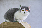 lying British Shorthair