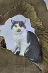 sitting British Shorthair