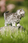 British Shorthair Kitten