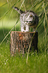 British Shorthair Kitten