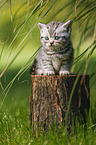 British Shorthair Kitten