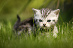 British Shorthair Kitten