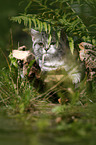 British shorthair between fern