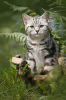 British shorthair between fern