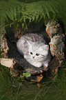 British shorthair kitten between fern