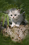 British shorthair kitten between fern