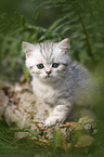 British shorthair kitten between fern