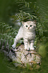 British shorthair kitten between fern