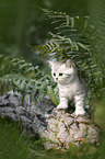 British shorthair kitten between fern