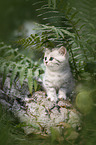 British shorthair kitten between fern