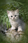 British shorthair kitten between fern