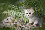 British shorthair kitten between fern