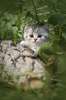 British shorthair kitten between fern