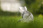 young British Shorthair