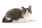 lying British Shorthair