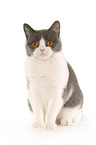 sitting British Shorthair