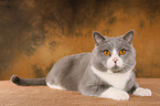 lying British Shorthair