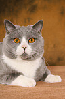 lying British Shorthair