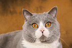 British Shorthair Portrait