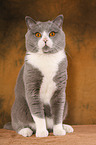 sitting British Shorthair