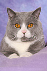 lying British Shorthair