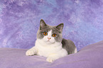 young British Shorthair