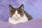 lying British Shorthair