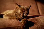 sleeping British Shorthair