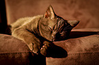 sleeping British Shorthair