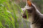 British Shorthair eats grass