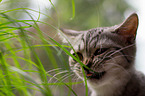 British Shorthair eats grass