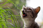 British Shorthair eats grass