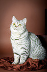 sitting British Shorthair