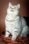 sitting British Shorthair