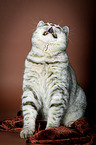 sitting British Shorthair