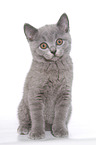 British Shorthair Kitten