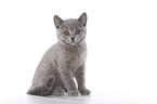 British Shorthair Kitten