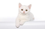 British Shorthair Kitten