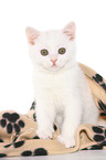 British Shorthair Kitten