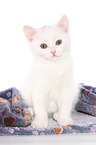 British Shorthair Kitten