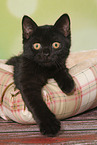 British Shorthair Kitten