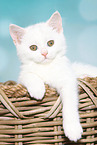 British Shorthair Kitten