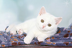 British Shorthair Kitten