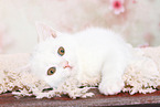 British Shorthair Kitten