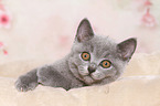 British Shorthair Kitten