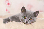 British Shorthair Kitten