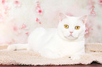 lying British Shorthair