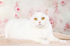 lying British Shorthair